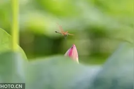 北京圆明园：初夏荷韵美图片