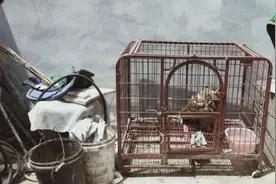 济南村民家中家鸽引来一只鹰，一查还是国家二级保护动物图片