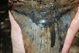 一颗牙就有成年人手掌大、将近一斤重！美国女子发现古代巨齿鲨牙齿化石图片