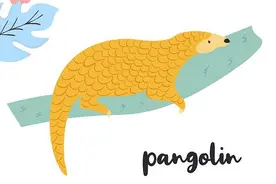 终于！穿山甲被《中国药典》除名！这个脆弱的“小可爱”曾让Angelababy发声图片