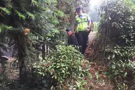 枝叶遮阳两家积怨，民警出招给杉树“理发”驱散邻里阴霾图片
