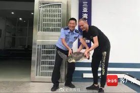 和谐！三亚这只受伤绿海龟恢复健康重返大海图片