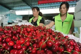 地头价25元/斤！烟台优质大樱桃价高紧俏，电商争货争到吵架图片