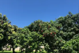 深圳南山荔枝上市啦！传统果场首度直播带货，33架专机待命图片