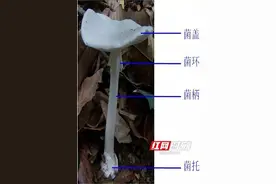 这个季节剧毒鹅膏菌正在疯长！这种特征的蘑菇千万不能采食图片