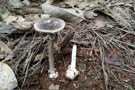 有毒蘑菇和可食蘑菇如何区分？专家：很难区分，不采不食最安全图片