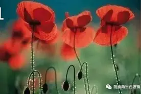 您了解罂粟和虞美人的4点区别吗？图片