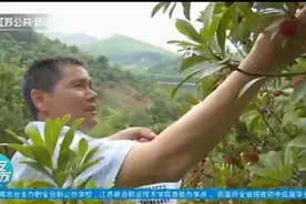 帮帮果农！常州溧阳杨梅大丰收，20万斤可能烂地里，果农焦虑！视频封面