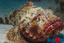 “伪装高手”石鱼 背鳍上的刺可分泌大量毒液｜科普图片