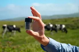 奶牛打嗝打出了全球5%的碳排放，是时候对它们下手了图片