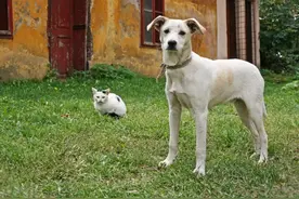 凌晨，浙江一男子跟看门狗对骂半小时，赢了！想不到，他还要感激这条狗图片