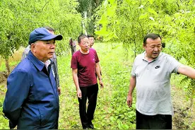 一颗小红枣 脱贫大产业——“红枣书记”张亚平的为民情怀图片