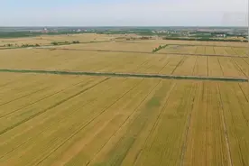 看优质小麦的“七十二变”视频封面
