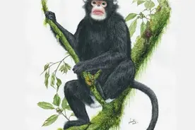 画好一只猴，拢共分几步？图片