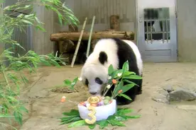 曾把华春莹逗乐的大熊猫香香将回中国 日方为它举办特别生日会图片