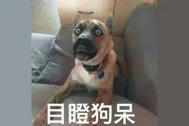 凌晨男子与看门狗对骂半小时，最后居然还赢了图片