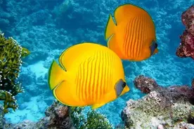 全写作｜徐欣悦 假如我是一条鱼图片