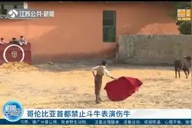 哥伦比亚首都禁止斗牛表演伤牛，斗牛企业老板极力反对！视频封面