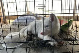 小白狐冲进家里，七八条狗子当场认怂图片