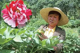 900多种牡丹都能一眼认出，国家牡丹园这位“大咖”厉害了图片