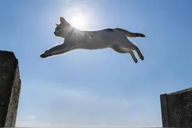 日本“猫岛”被投毒4年，活下来不到1/3，凶手终于找到了图片