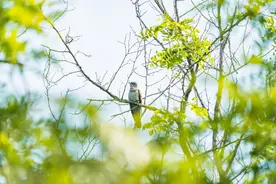 青岛候鸟传⑤丨望帝春心托杜鹃 企料这货是“渣男”图片