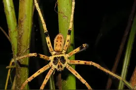 「生物多样性百科」节肢动物•狂放巨蟹蛛：蛛如其名，就是这么霸气图片