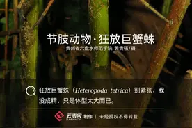 「生物多样性百科」节肢动物•狂放巨蟹蛛：蛛如其名，就是这么霸气图片