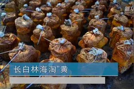 长白林海淘“黄”金视频封面