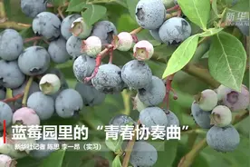 蓝莓园里的“青春协奏曲”视频封面
