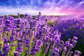 约吗?2020庆阳百万薰衣草花海+最美蝴蝶园10大主题免费玩！6月20日开园，领福利~~图片