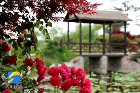 这就是山东丨脏乱差变身“后花园”！青岛即墨柳林村用“幸福积分”打造快乐生活图片