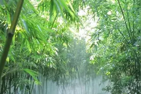 爱竹护笋在行动，文明引导身先行图片