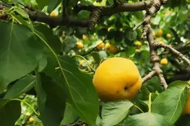 华州区高塘镇数十亩杏子寻找客商图片