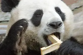 疫情致资金困难 芬兰或提前将两只大熊猫送回中国图片