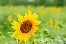 千万朵向日葵花开 青岛花语人间景区令人心旌荡漾图片