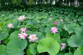 打卡江西最美莲花池，这个夏天就要“荷”你在一起！图片