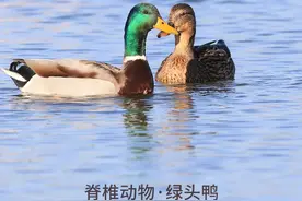「生物多样性百科」脊椎动物•绿头鸭：叫什么爸爸？请叫我鸭祖宗图片