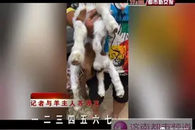 罕见！农户家刚生下一只羊，7条腿8个蹄图片