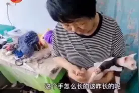 东北奶奶给无毛猫织毛衣怎么回事？现场图曝光笑翻网友图片