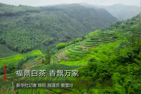 福鼎白茶 香飘万家视频封面