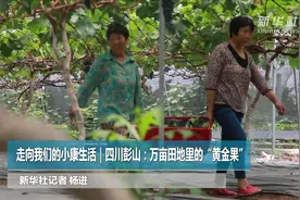走向我们的小康生活｜四川彭山：万亩田地里的“黄金果”视频封面