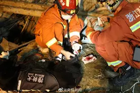 转！为它们！搜救犬参与爆炸救援受伤图片