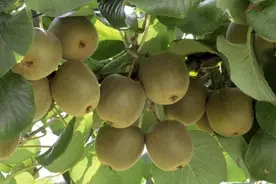 猕猴桃发源中国？揭开其“前世今生”图片