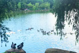 超可爱鸭！最近，一群萌萌的天鹅、鸭鸭出现在佛山这些公园……图片