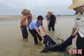 “微笑天使”宽吻海豚台风天搁浅 获救助回归大海图片