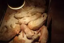 猪场发生流行性腹泻，怎样使10日龄以内的仔猪免受灭顶之灾！「国药动保•圆支康」图片