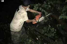 园林人黑夜冒雨攀爬切割倒树，边淋雨边冒汗，喝自来水解渴图片