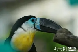 萌萌的巨嘴鸟儿图片