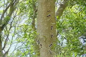 东坪山洪厝埔站附近黑色毛毛虫让人心慌慌 专家：这是无毒的图片